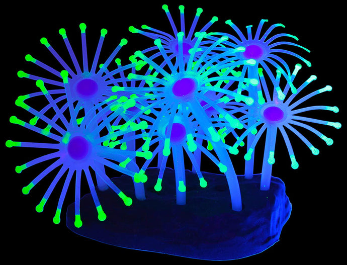 UV Glowing Silicone Faux Palythoa Coral Fish Tank Decoration with Weighted Base for Aquarium Fish Tanks, Green Accent Glows Under UV Blacklight